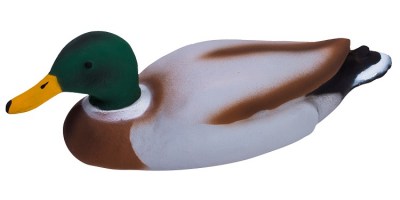 mallard drake